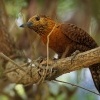Datel rezavy - Micropternus Celeus Picus brachyurus - Rufous Woodpecker 7161